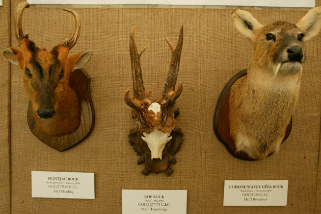 deer trophies
