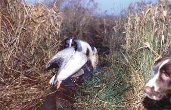 Does the colour of a gun dog reflect its quality?