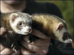 Does hobbling a ferret affect its working ability?