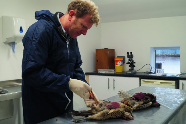 specialist gamebird vet