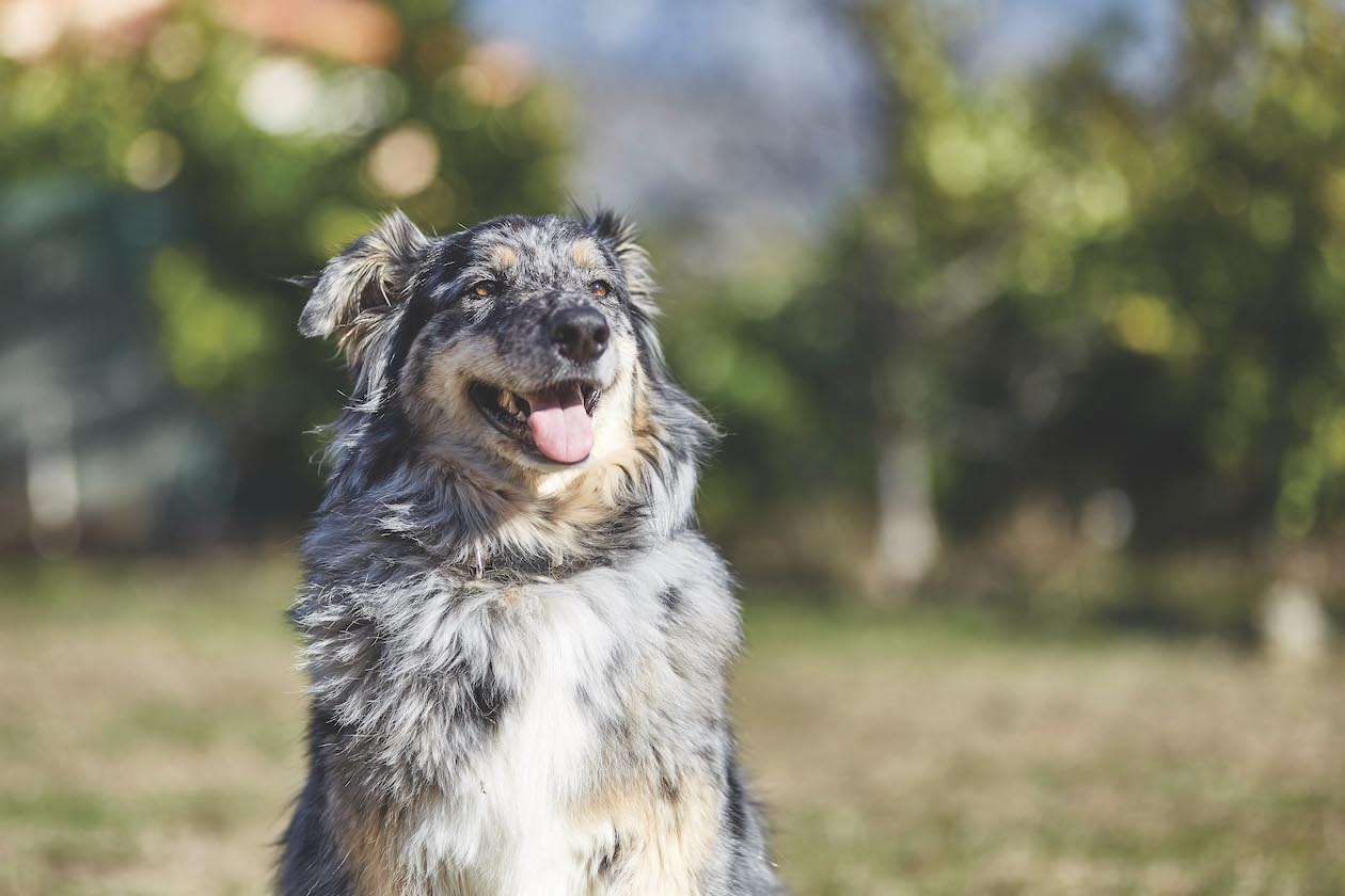 Virbac: A kinder option and reversible solution to castration