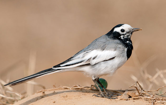 Tesco scraps plans to shoot a wagtail