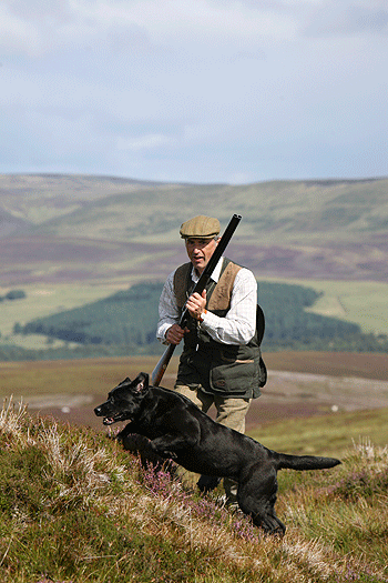 Walked-up grouse