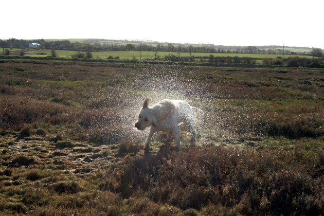 Wet dog shaking
