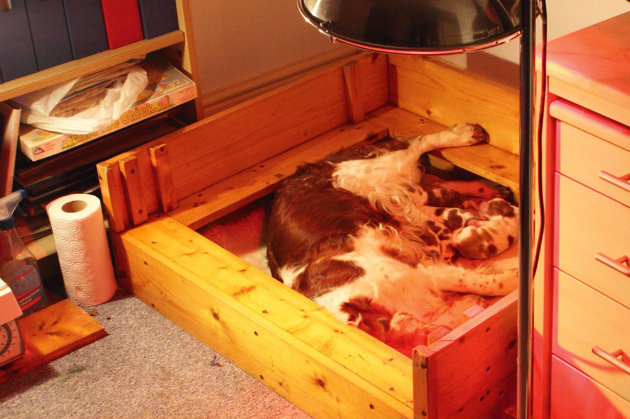 How long will it take my gundog bitch to get used to the whelping box?