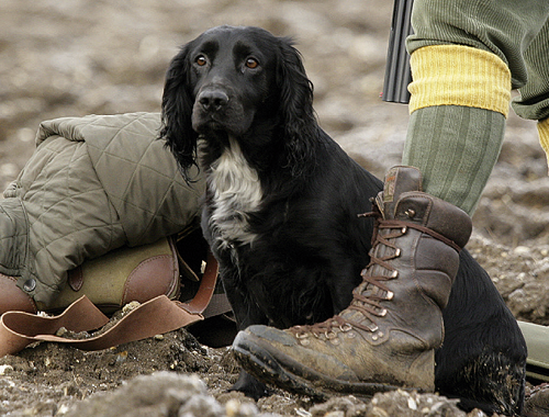 How can I stop my spaniel whining at the peg?