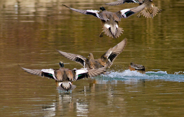 Why pest control is essential if we still want to hear birdsong