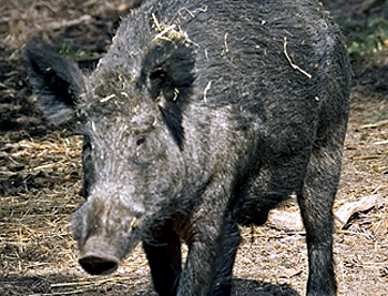 How should I deal with a boar carcass after shooting?