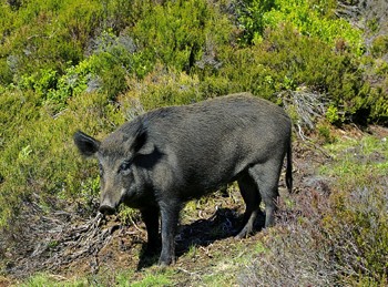 Driven boar hunting