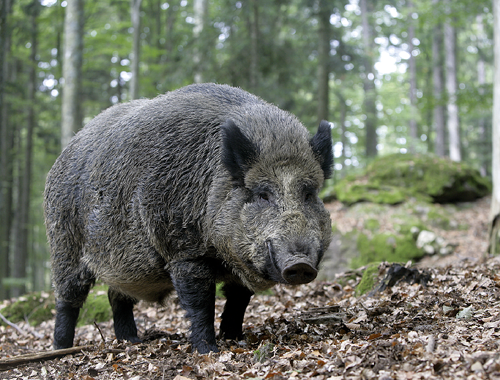 Can I use a moderator for wild boar shooting in Europe?