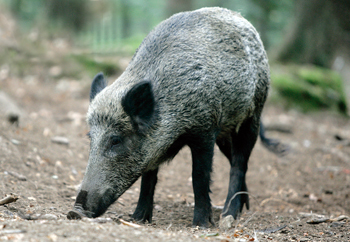 Do you need wild boar on your certificate to go shooting?