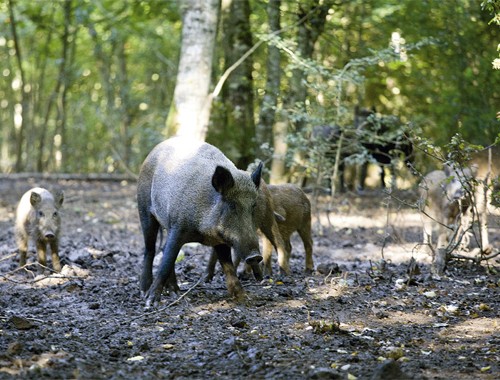 Is wild boar shooting on my deer land lawful?