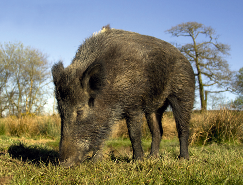 Forestry Commission survey says wild boar &#8220;need culling&#8221;