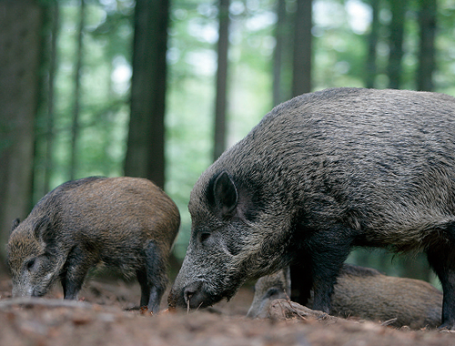 I have been invited wild boar shooting in Germany!