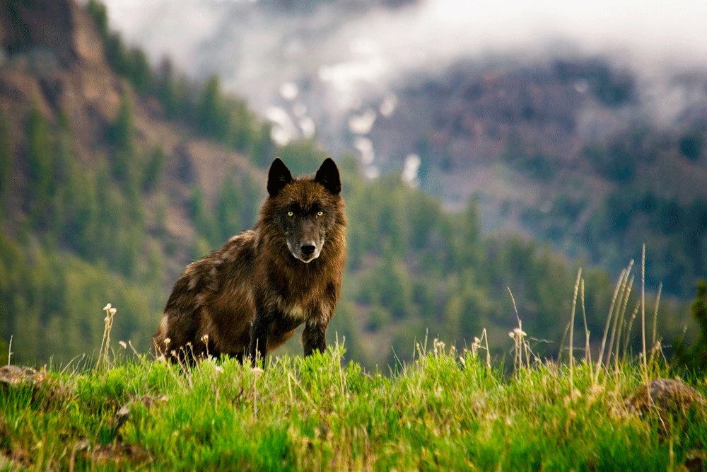 Reintroduction of wolves to the US