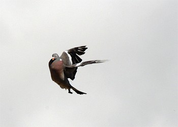 Why can&#8217;t I hit hovering wood pigeon?