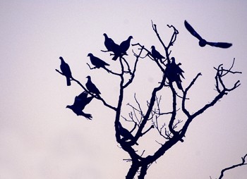 How light a cartridge can you use for pigeon shooting?
