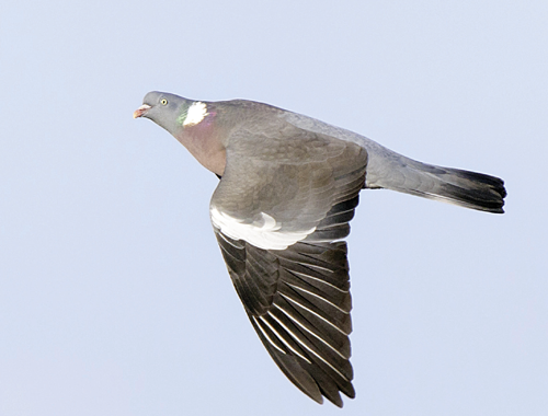 My pigeon shooting bags have dropped!