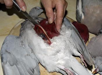 Ban on sale of woodpigeon meat averted