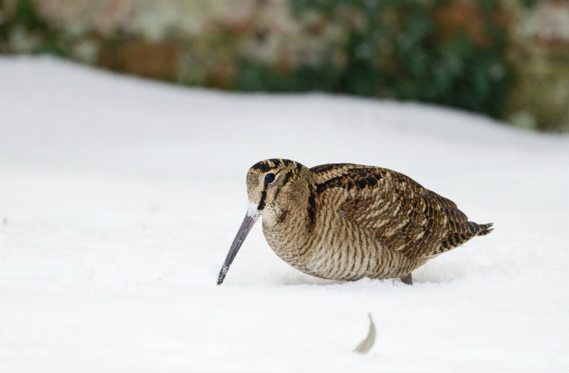 Woodcock need a reprieve during cold, say experts