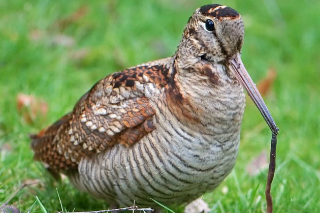 Call for restraint shooting woodcock