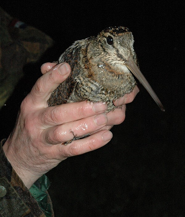 Woodcock watch needs volunteers