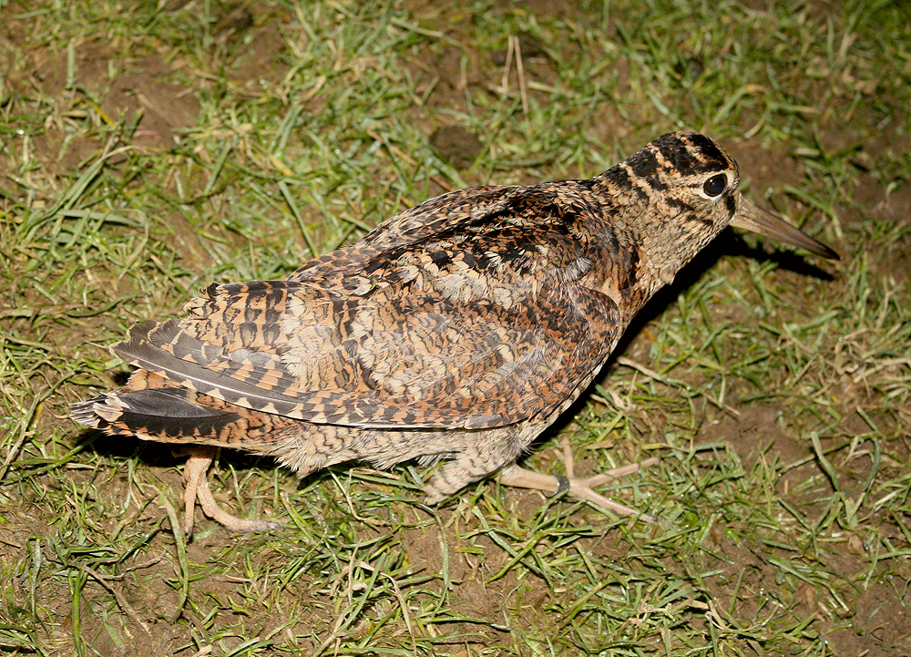 Woodcock numbers down