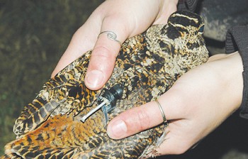 Woodcock tracking study aids shooting policies