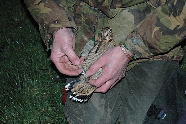 Returning bird rings &#8211; BTO praises shooters for their help