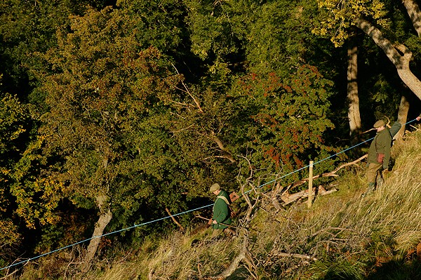 Ancient woodland under threat from new policy