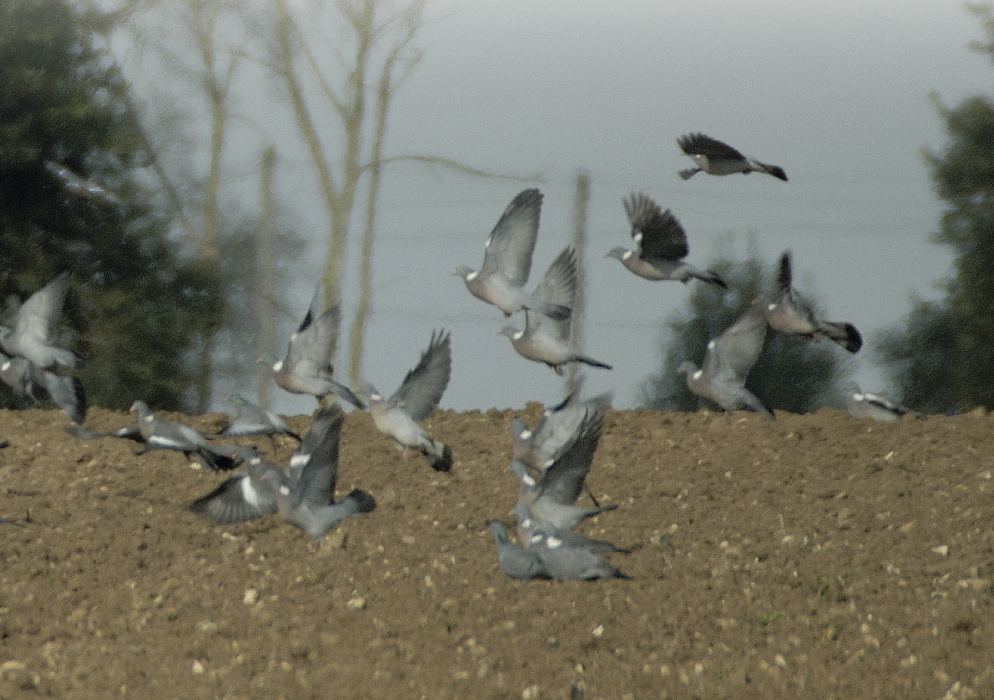 Where did the woodpigeons go?
