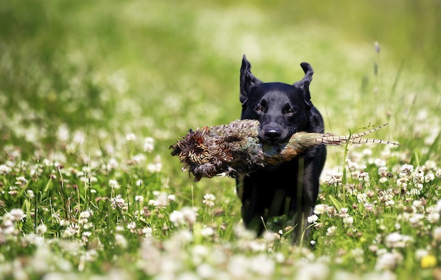 Natural joint support for hard working gundogs