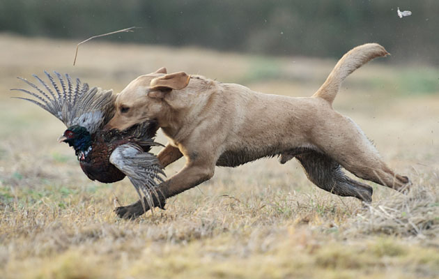 Why it&#8217;s wrong to pick-up unshot birds