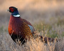 Farm Animal Welfare Council scrutinises gamebird rearing