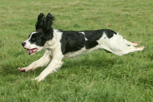 Young sprocker spaniel