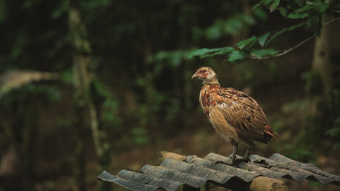 Mixed news for delayed general licences for gamebird release