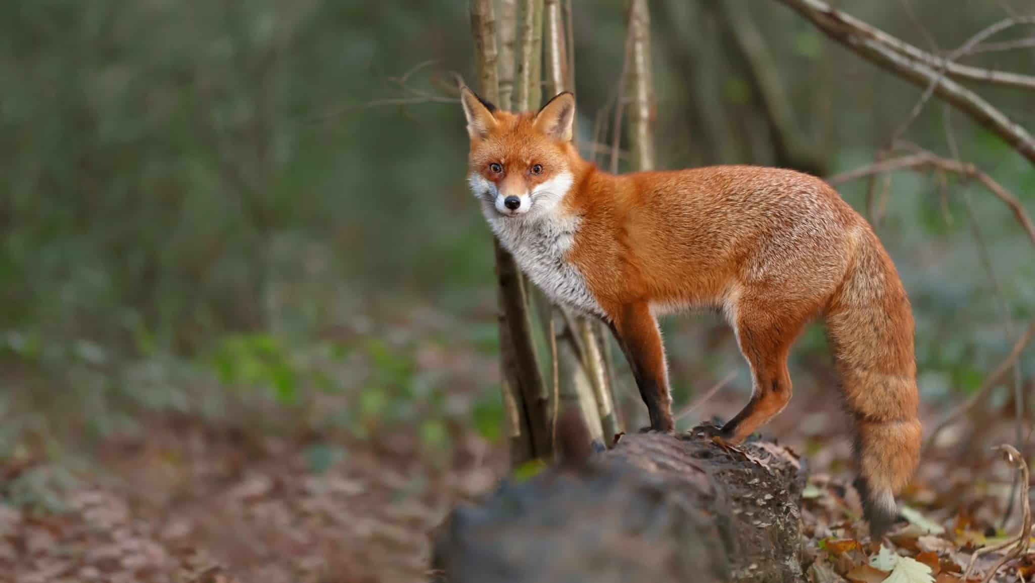 Human food boosting fox numbers