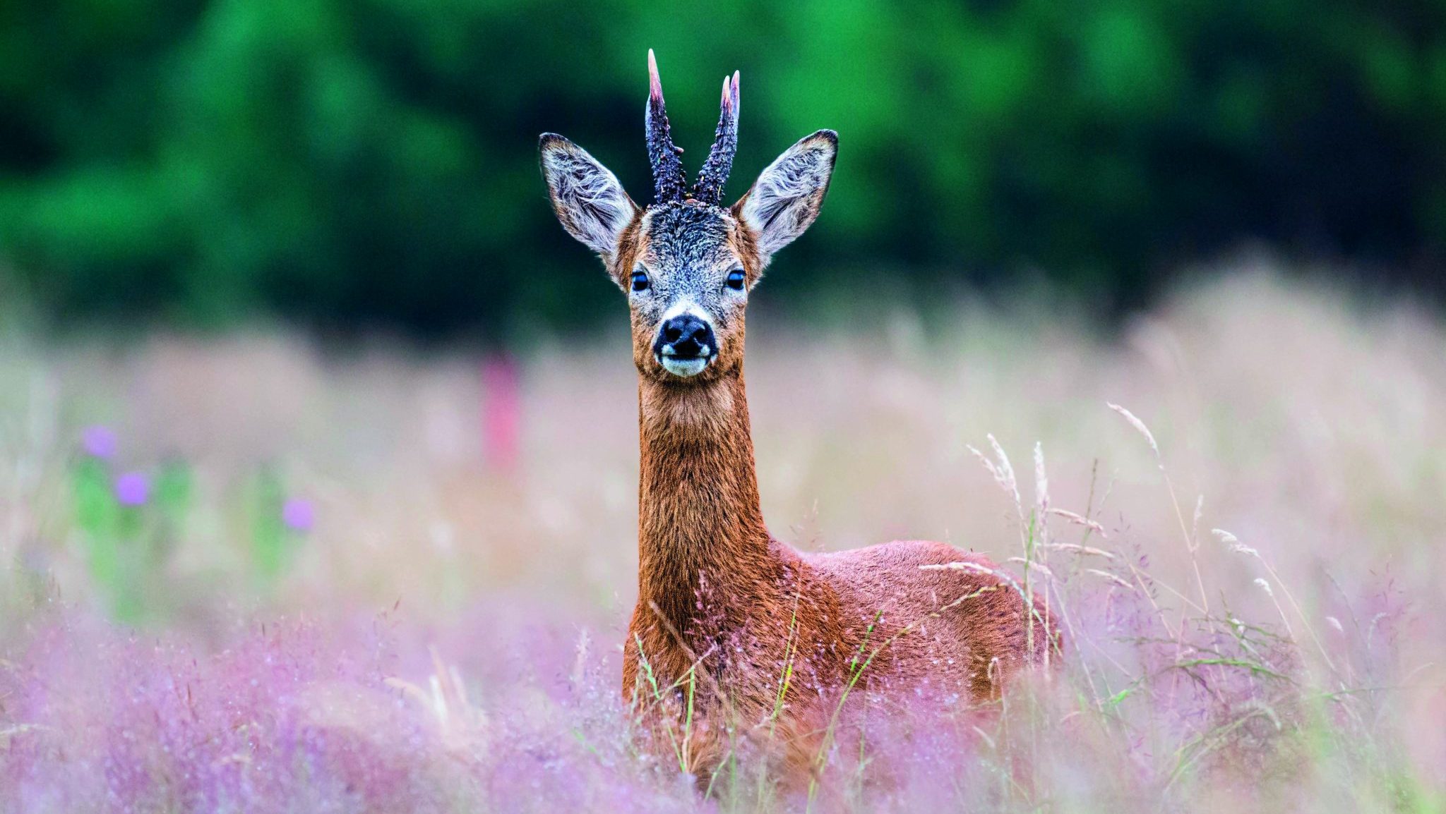 New report says deer do &#8216;high levels of damage&#8217; to waterways
