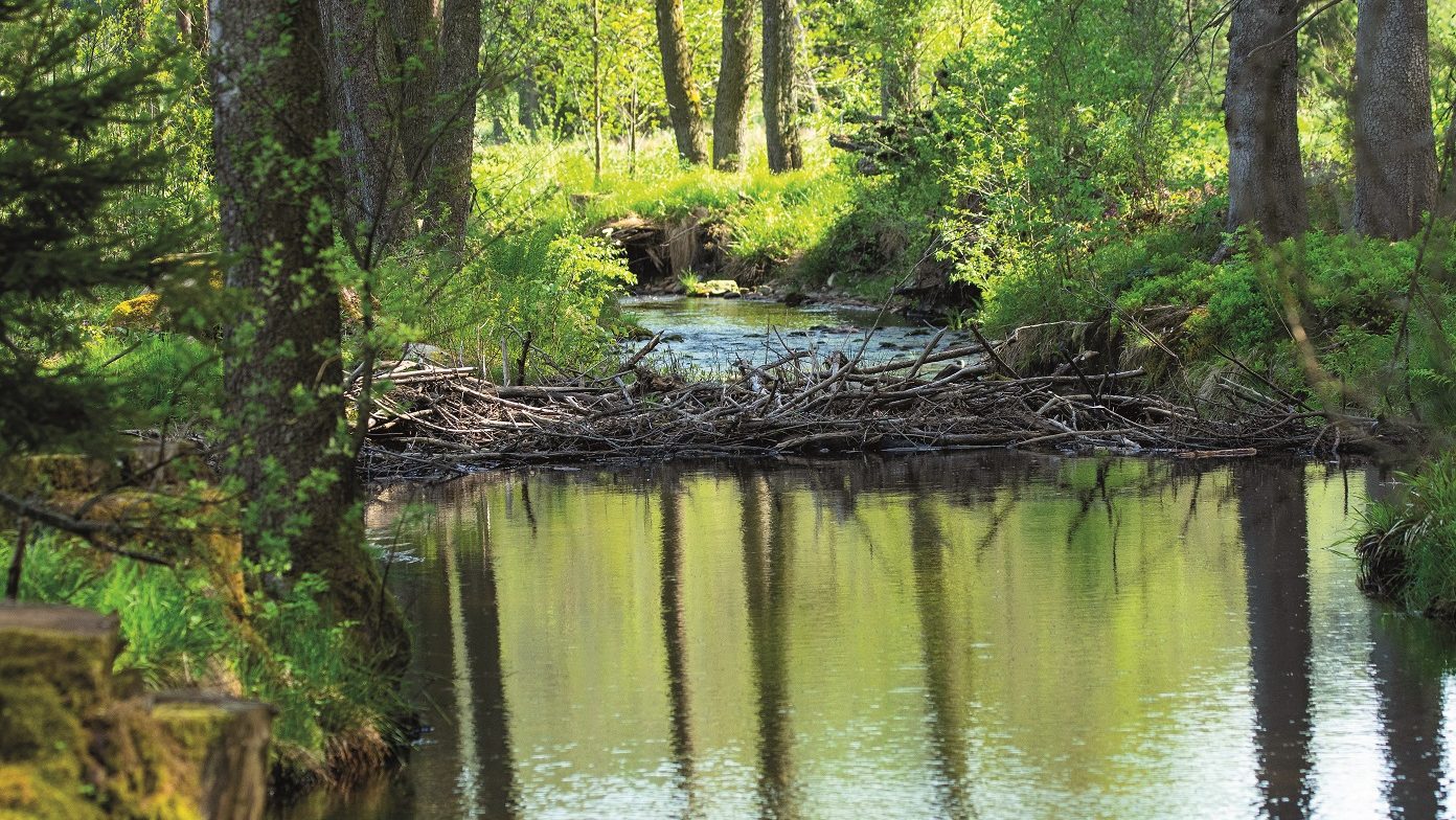 Research shows brown trout can pass beaver dams