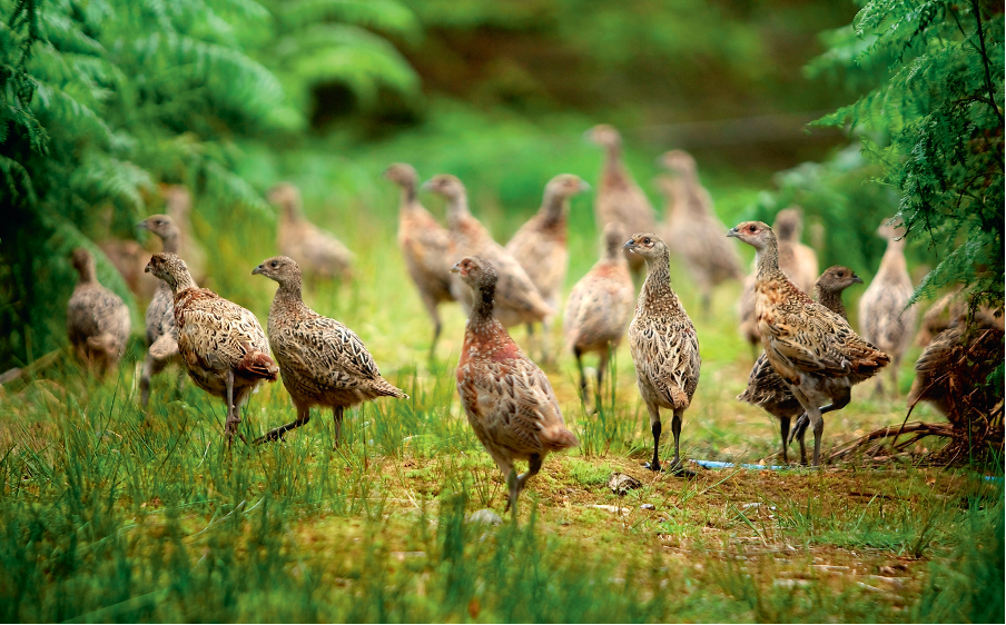 Defra confirms GL45 will not be renewed 