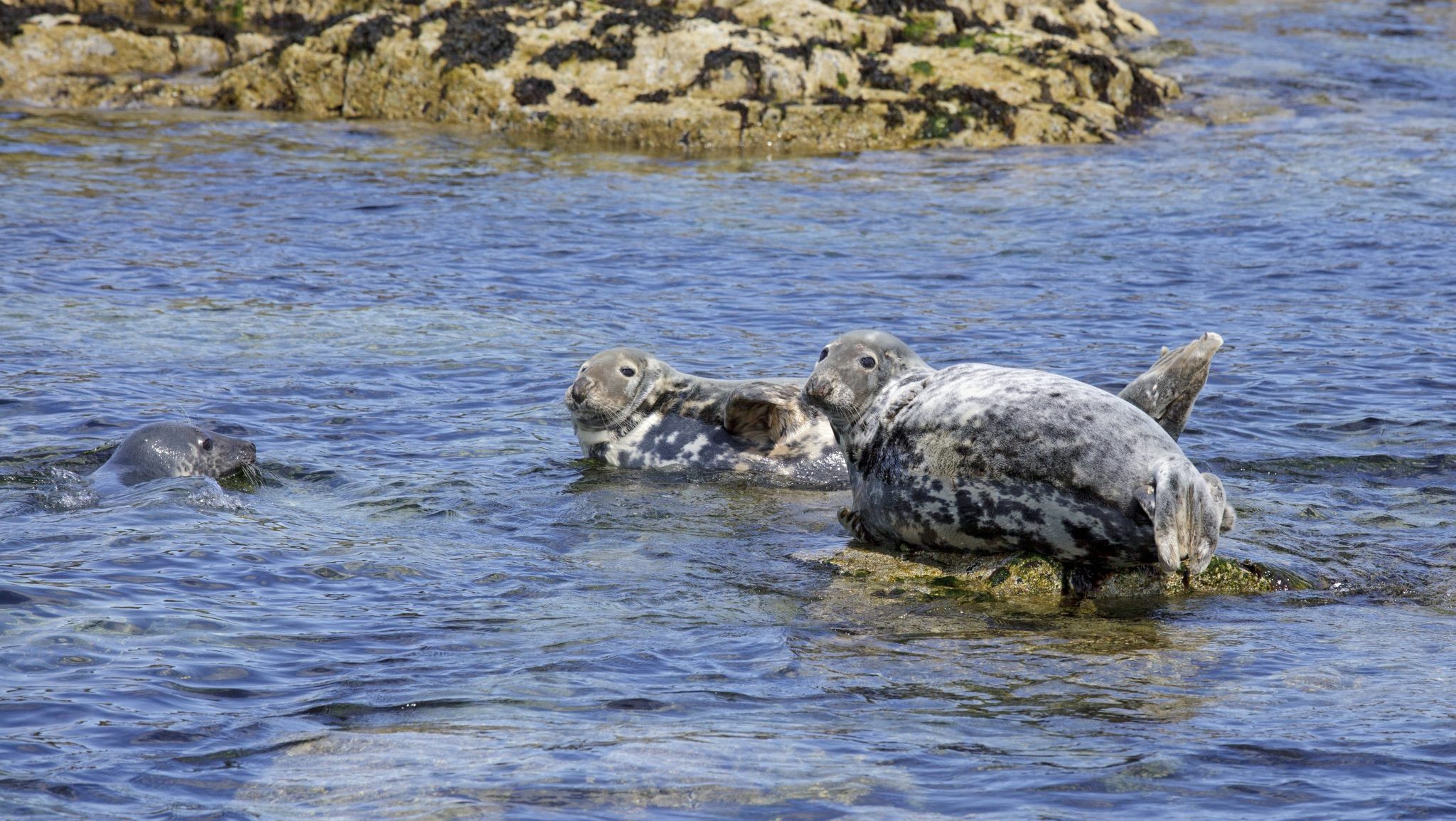 Gamekeepers seek a review of seal management licences for salmon conservation