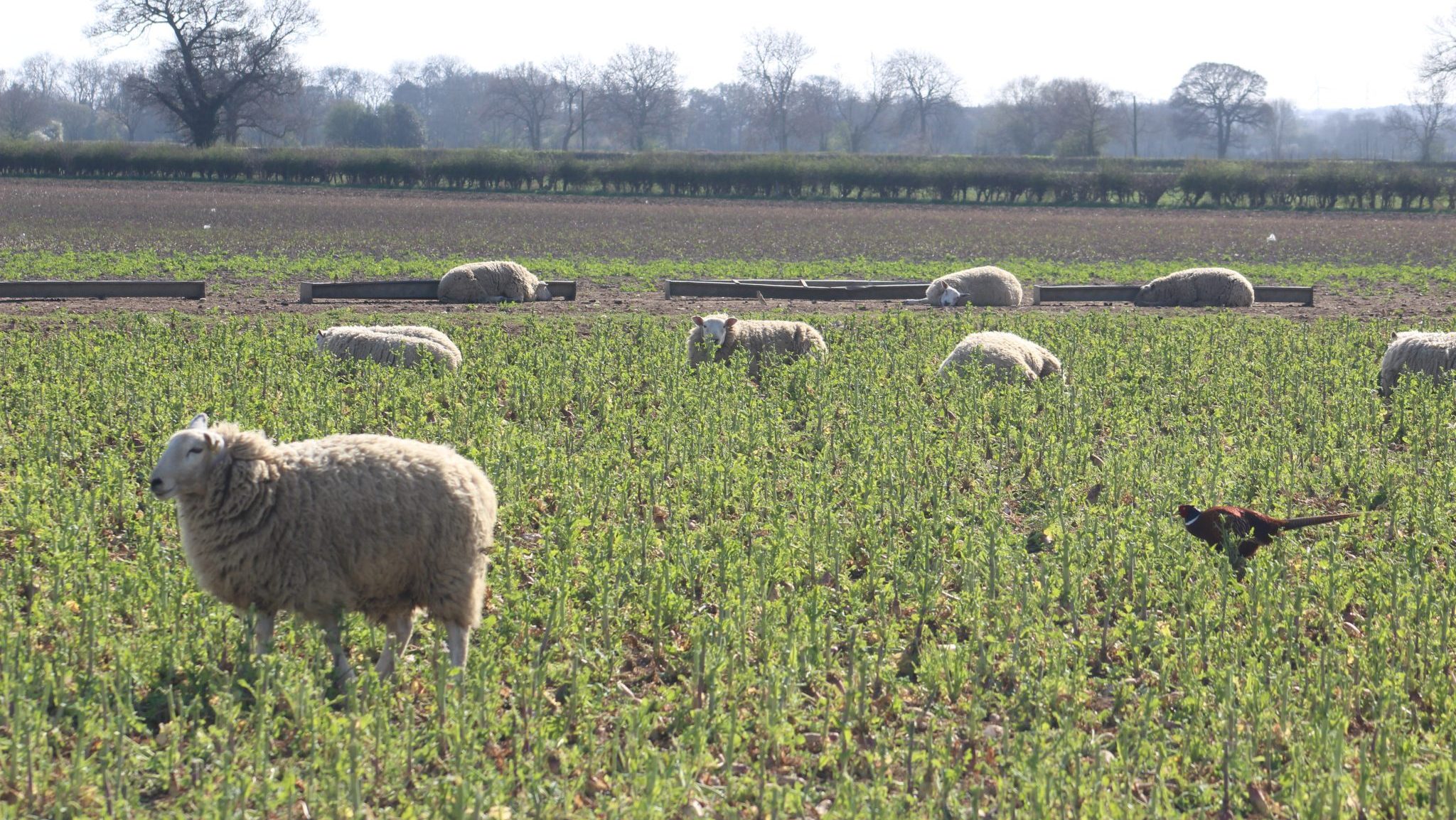 First case of bird flu in sheep found on UK farm