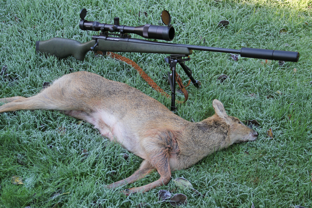 Chinese water deer doe humanely despatched