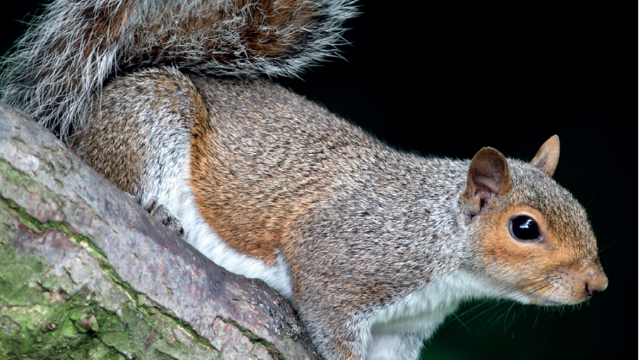Counting the cost of non-native invaders 