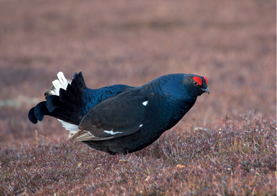 Black grouse translocated to the North York Moors 