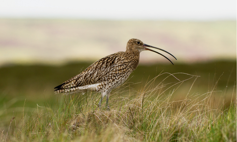 NGO condemns RSPB’s efforts to save the curlew 