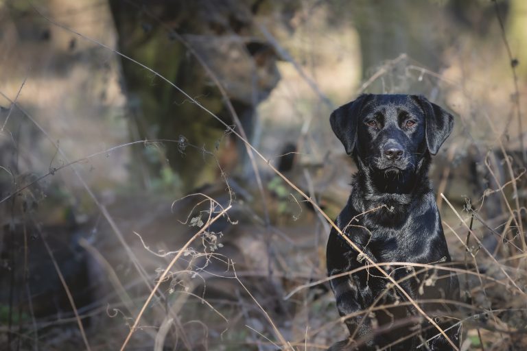 Tips for your gundog’s first day in the field