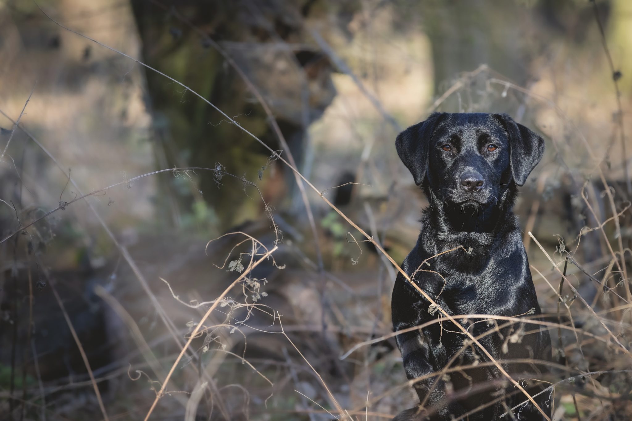 Advice for your gundog&#8217;s first day in the field