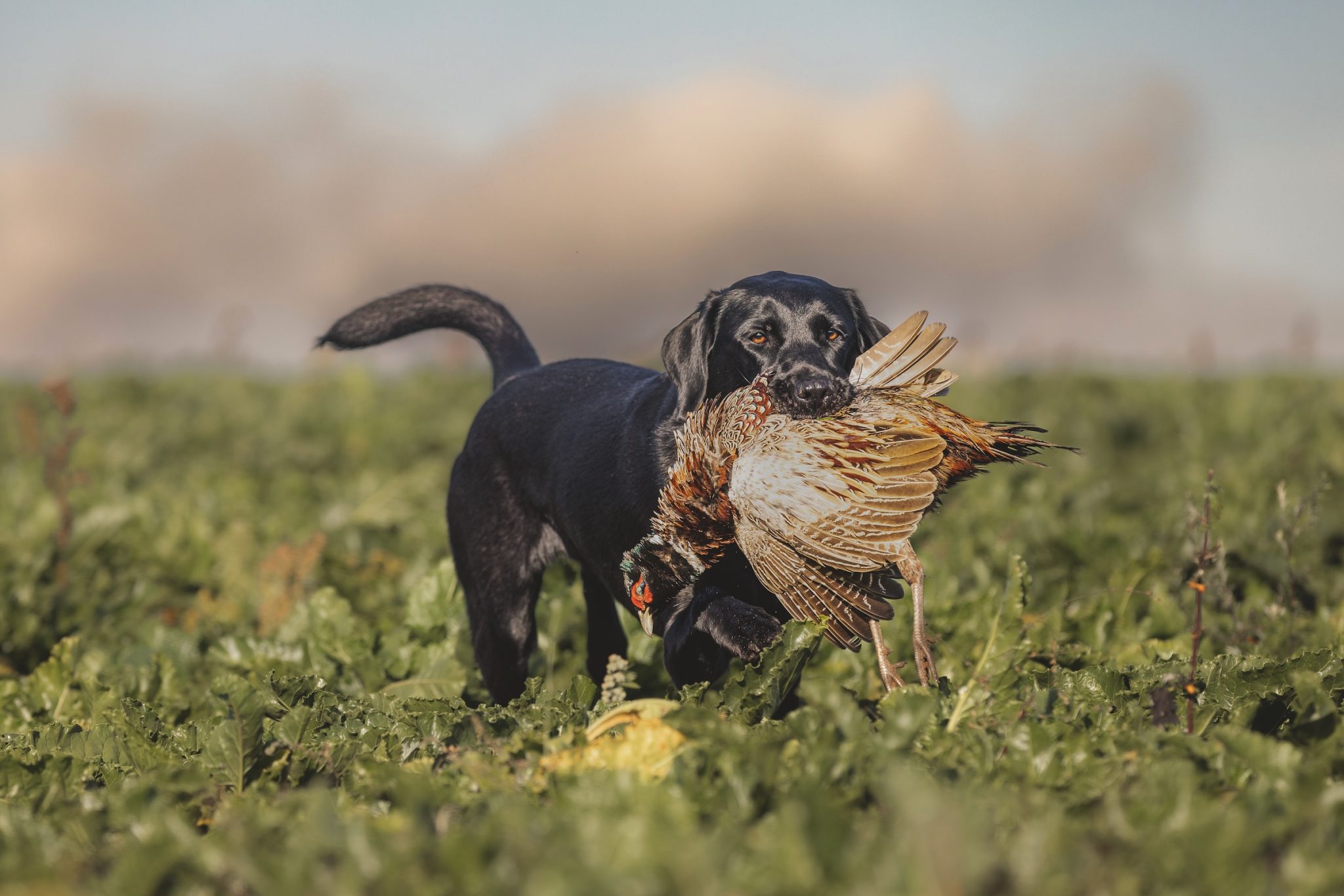 Shooting Times Dog of the Week Competition