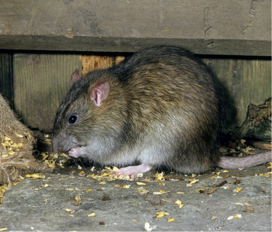 New best practice on rodenticide use for gamekeepers and rural control